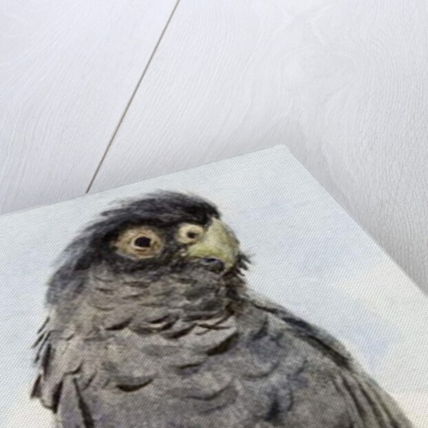 A Black Cockatoo, c.1890 by Henry Stacy Marks