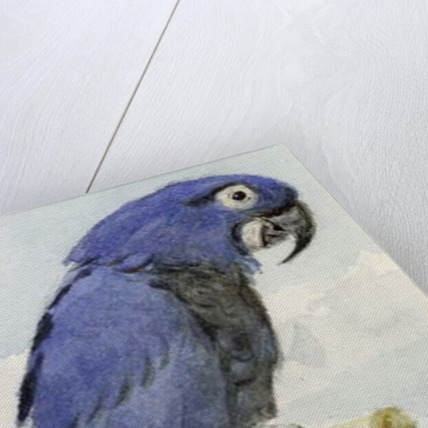 Hyacinth Macaw, c.1890 by Henry Stacy Marks