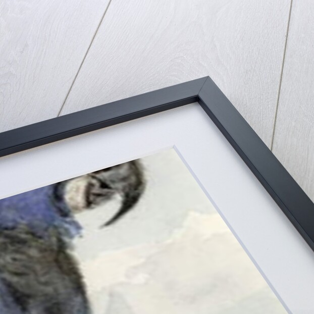 Hyacinth Macaw, c.1890 by Henry Stacy Marks