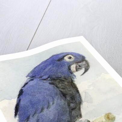 Hyacinth Macaw, c.1890 by Henry Stacy Marks