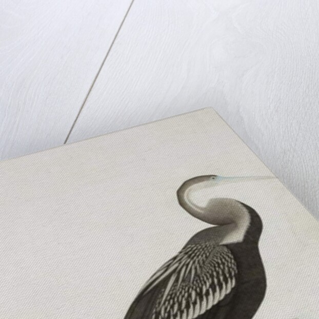 The Indian Darter or Snake-bird, c.1780 by Das Bhawani