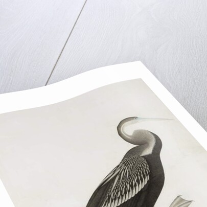 The Indian Darter or Snake-bird, c.1780 by Das Bhawani