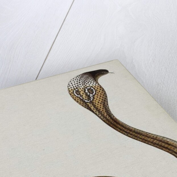 A cobra with hood spread, 1785-89 by Indian School
