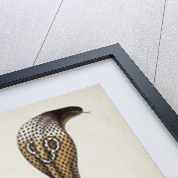 A cobra with hood spread, 1785-89 by Indian School