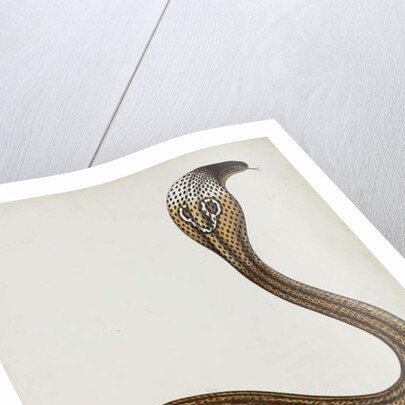 A cobra with hood spread, 1785-89 by Indian School