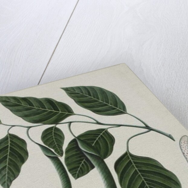 Fruit and leaves of one of the Bignoniaceae, 1785-89 by Indian School