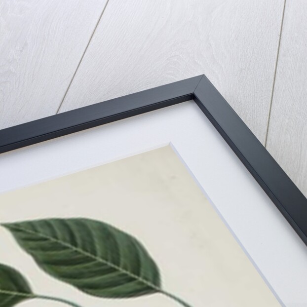 Fruit and leaves of one of the Bignoniaceae, 1785-89 by Indian School