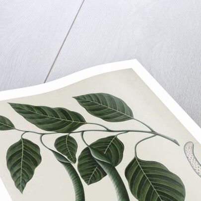 Fruit and leaves of one of the Bignoniaceae, 1785-89 by Indian School