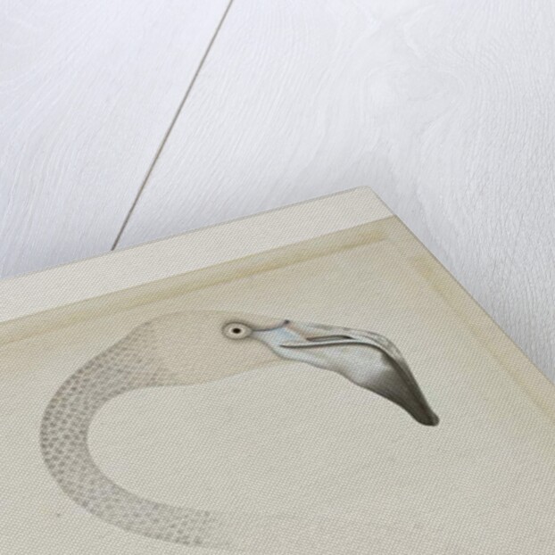 A flamingo, detail, c.1780 by Indian School