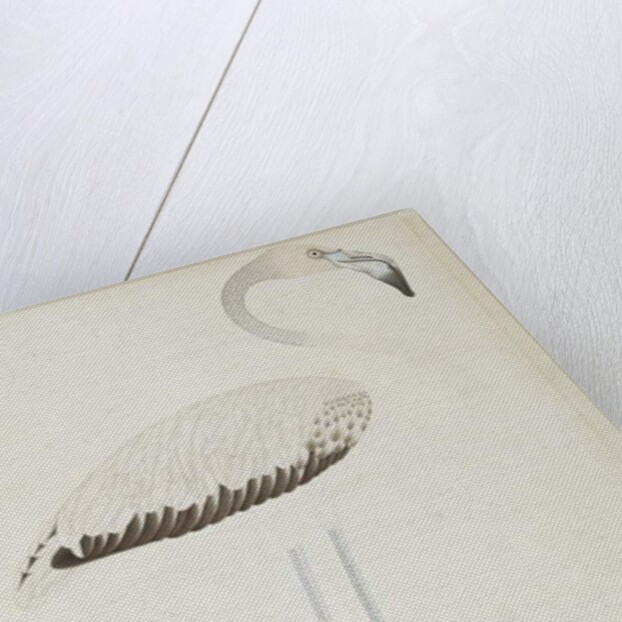 A flamingo, c.1780 by Indian School