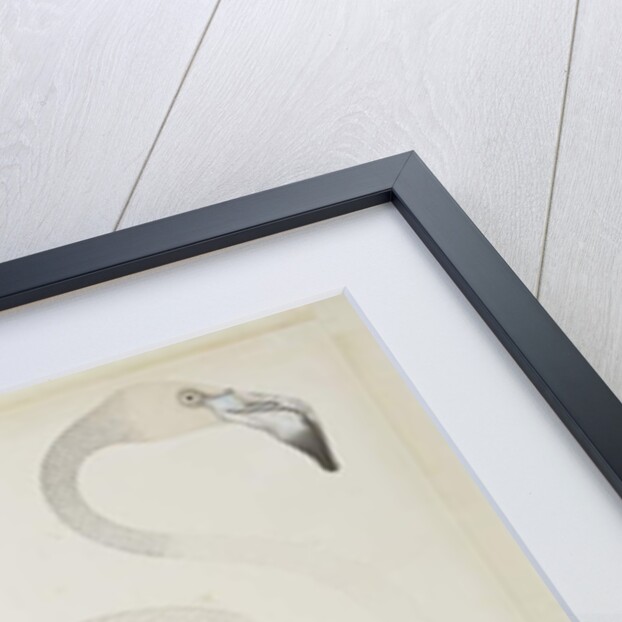 A flamingo, c.1780 by Indian School