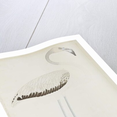 A flamingo, c.1780 by Indian School