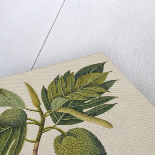 Breadfruit flower, foliage, and fruit, c.1820 by Indian School
