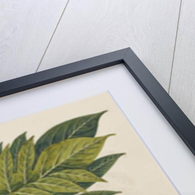 Breadfruit flower, foliage, and fruit, c.1820 by Indian School