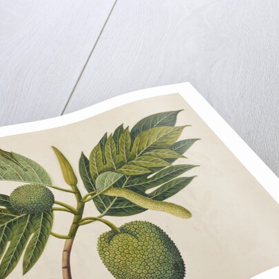 Breadfruit flower, foliage, and fruit, c.1820 by Indian School