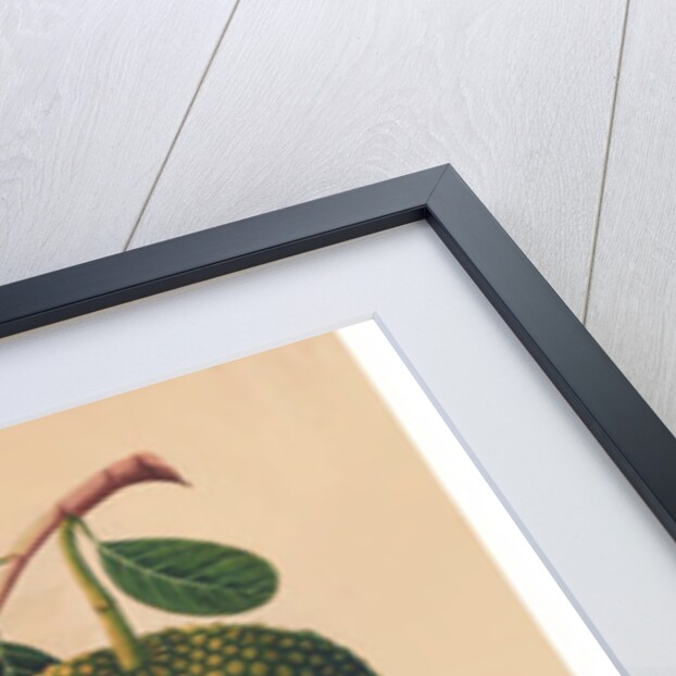 Durian Fruit and Foliage, c.1815 by Indian School