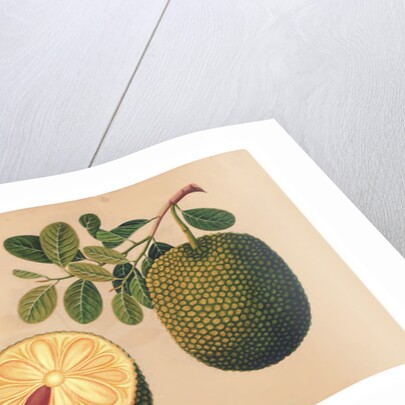 Durian Fruit and Foliage, c.1815 by Indian School