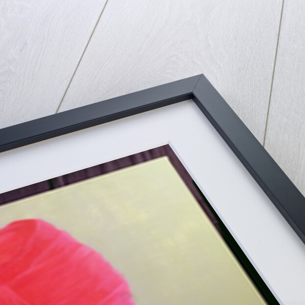 Red Turban, Purple Jacket by Lincoln Seligman