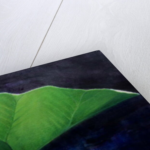 Gunnera Leaf by Lincoln Seligman