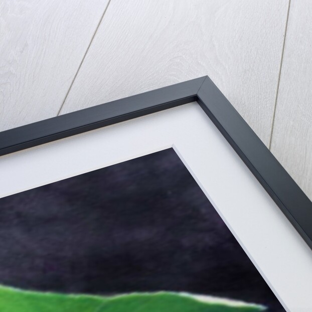 Gunnera Leaf by Lincoln Seligman