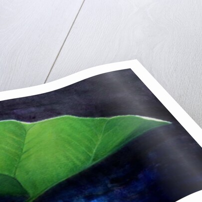 Gunnera Leaf by Lincoln Seligman