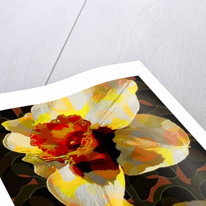 Daffodil, 2010 by Scott J. Davis