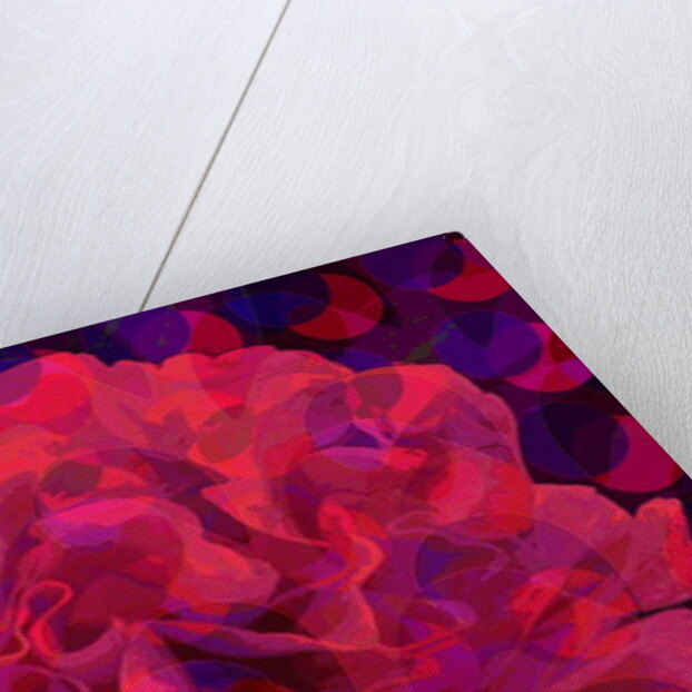 Carnation, 2010 by Scott J. Davis