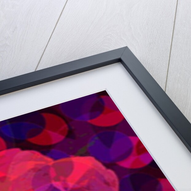 Carnation, 2010 by Scott J. Davis