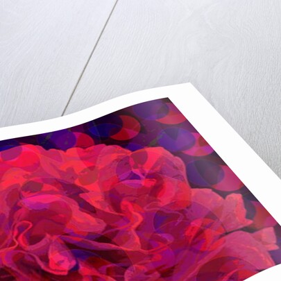 Carnation, 2010 by Scott J. Davis