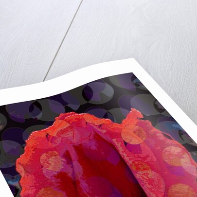 Tea Rose 3b, 2010 by Scott J. Davis