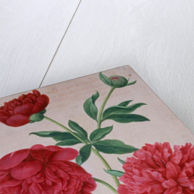 Peonies by Johann Jakob Walther