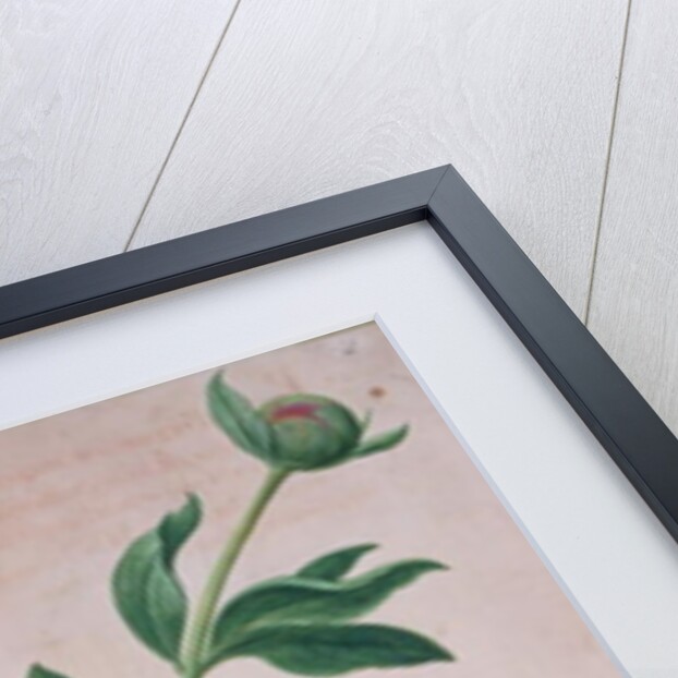 Peonies by Johann Jakob Walther