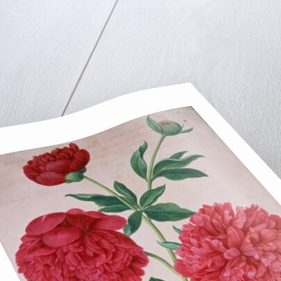 Peonies by Johann Jakob Walther