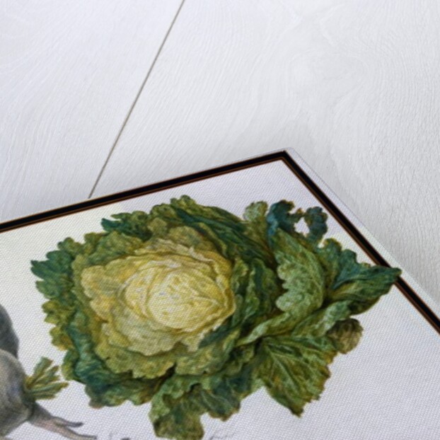 Turnip, Cabbage by Claude Aubriet