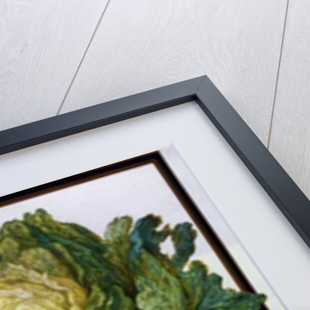 Turnip, Cabbage by Claude Aubriet