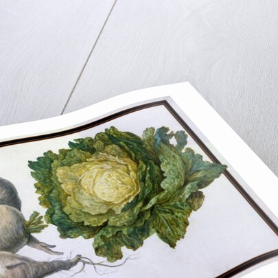 Turnip, Cabbage by Claude Aubriet