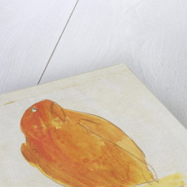 The Orange Colour Bird by Edward Lear