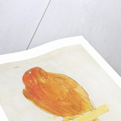 The Orange Colour Bird by Edward Lear