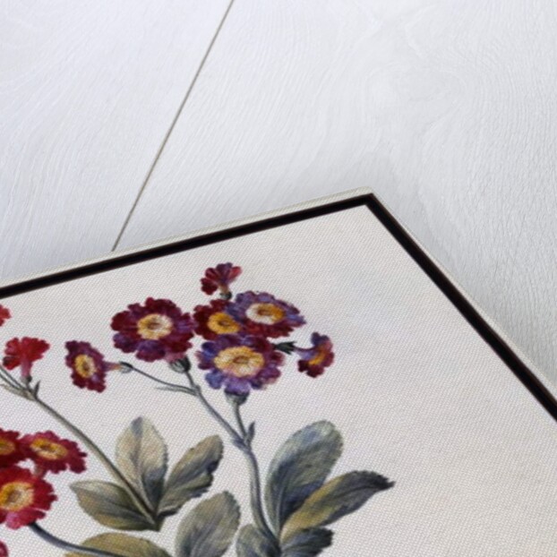 Auricula, c.1690 by Claude Aubriet