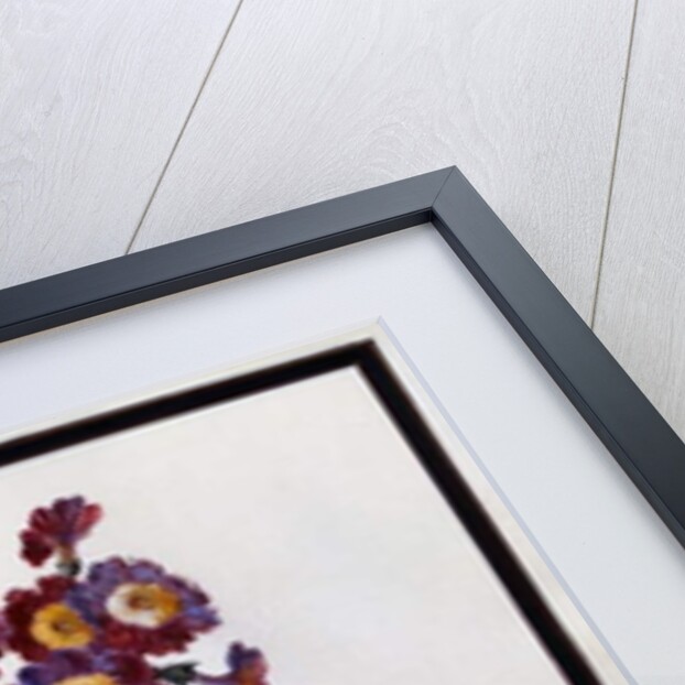 Auricula, c.1690 by Claude Aubriet