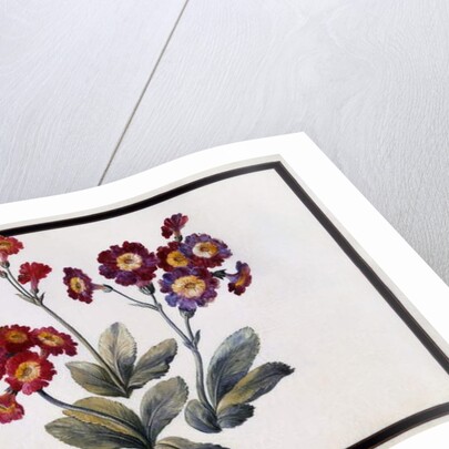 Auricula, c.1690 by Claude Aubriet