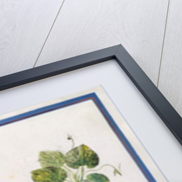 Marsh Marigold, Japonica, Violet by Claude Aubriet