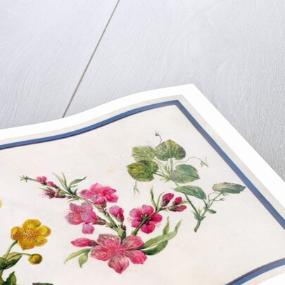 Marsh Marigold, Japonica, Violet by Claude Aubriet