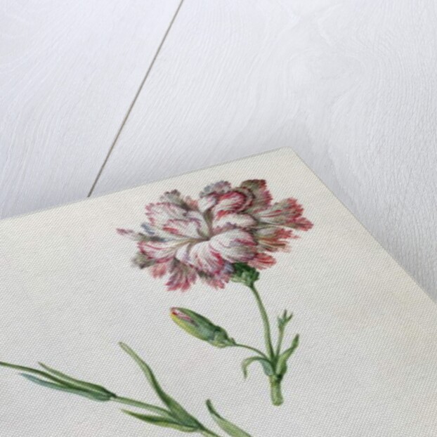 Carnations by Claude Aubriet