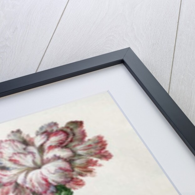 Carnations by Claude Aubriet