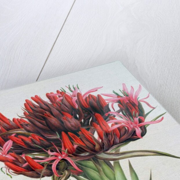 Gymea Lily, 1826 by English School