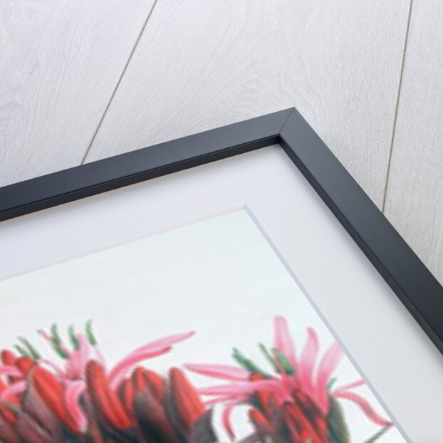 Gymea Lily, 1826 by English School