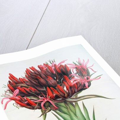 Gymea Lily, 1826 by English School