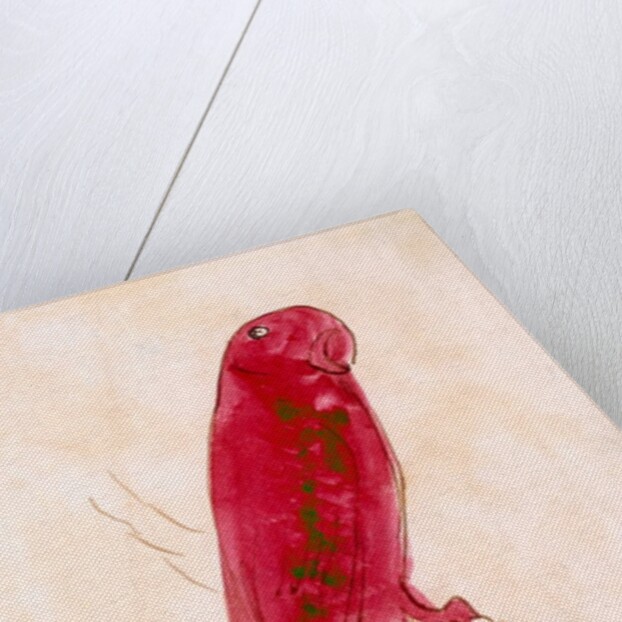 The Crimson Bird by Edward Lear