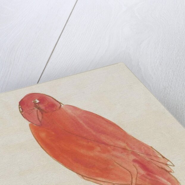 The Red Bird by Edward Lear